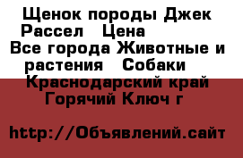 Щенок породы Джек Рассел › Цена ­ 50 000 - Все города Животные и растения » Собаки   . Краснодарский край,Горячий Ключ г.